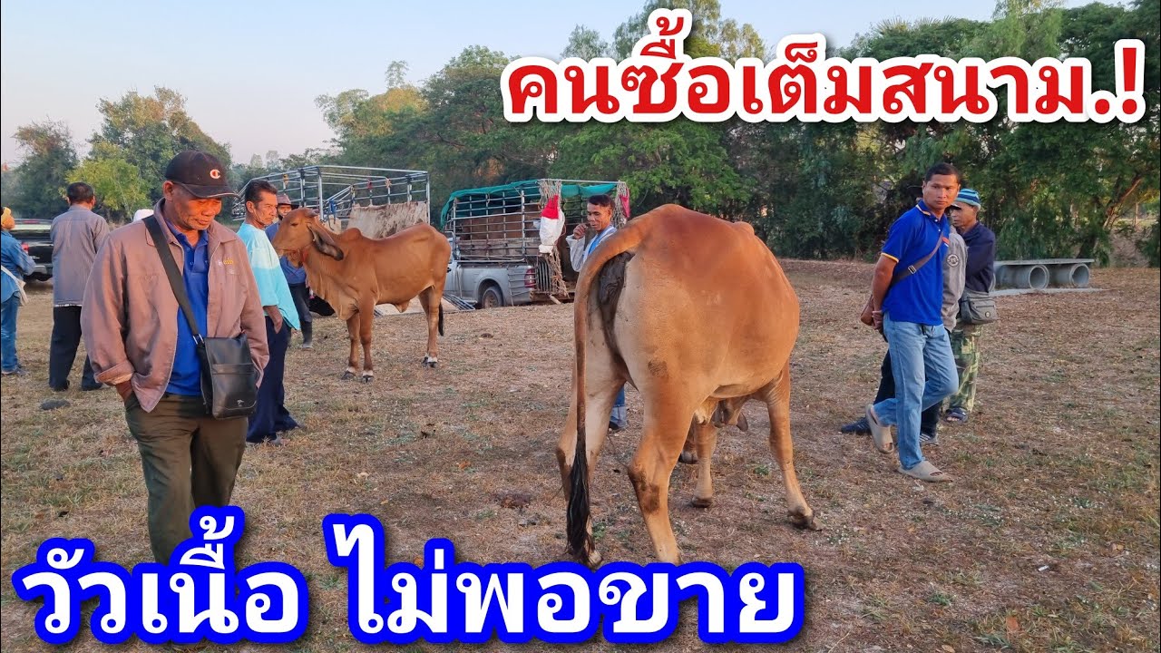 EP.2194 ตลาดนัดโคกระบือ วัน ศุกร์ 6 ก.พ. 2569 #เดินดูวัวงาม #ราคาวัว | chợ gia súc | livestock