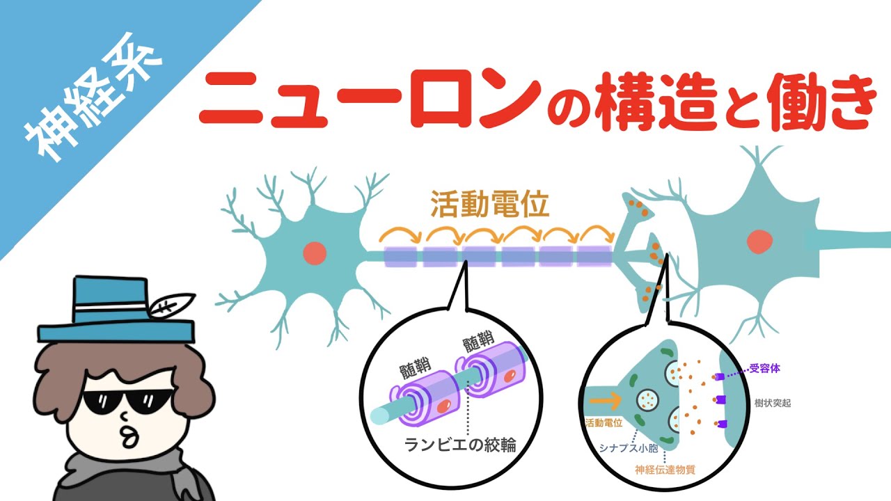 【神経系】ニューロンとグリア細胞（構造と働き）