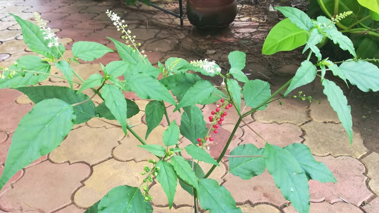 blood berry or jesus blood plant on bloom