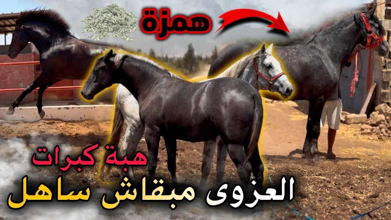 أشـرف جايب لينا هـمـزة عودة بالأوراق ديالها 😱 الـعـزوى مبقاش ساهل 😡 هبة هزيانت وكبرات تبارك الله 😍…