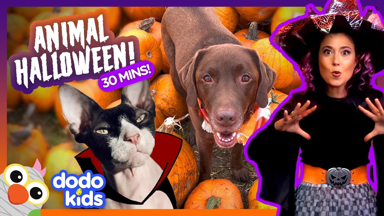 Dodo Kids Halloween Spooktacular Animal Extravaganza 🎃 | 30 Minutes Of Halloween Fun