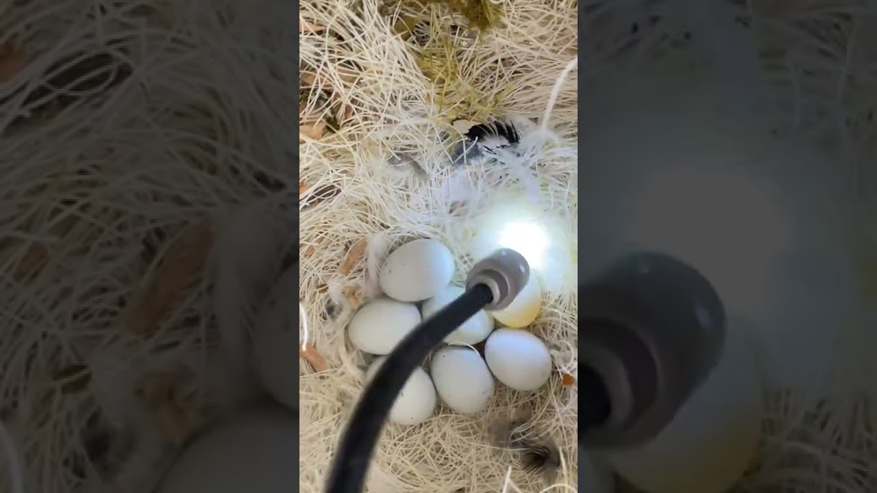 چۆن بەسیەکردنی هێلکە بەبێ بەکارهێنانی لایت دەزانین هێلکە تەلقیحە یان نا؟