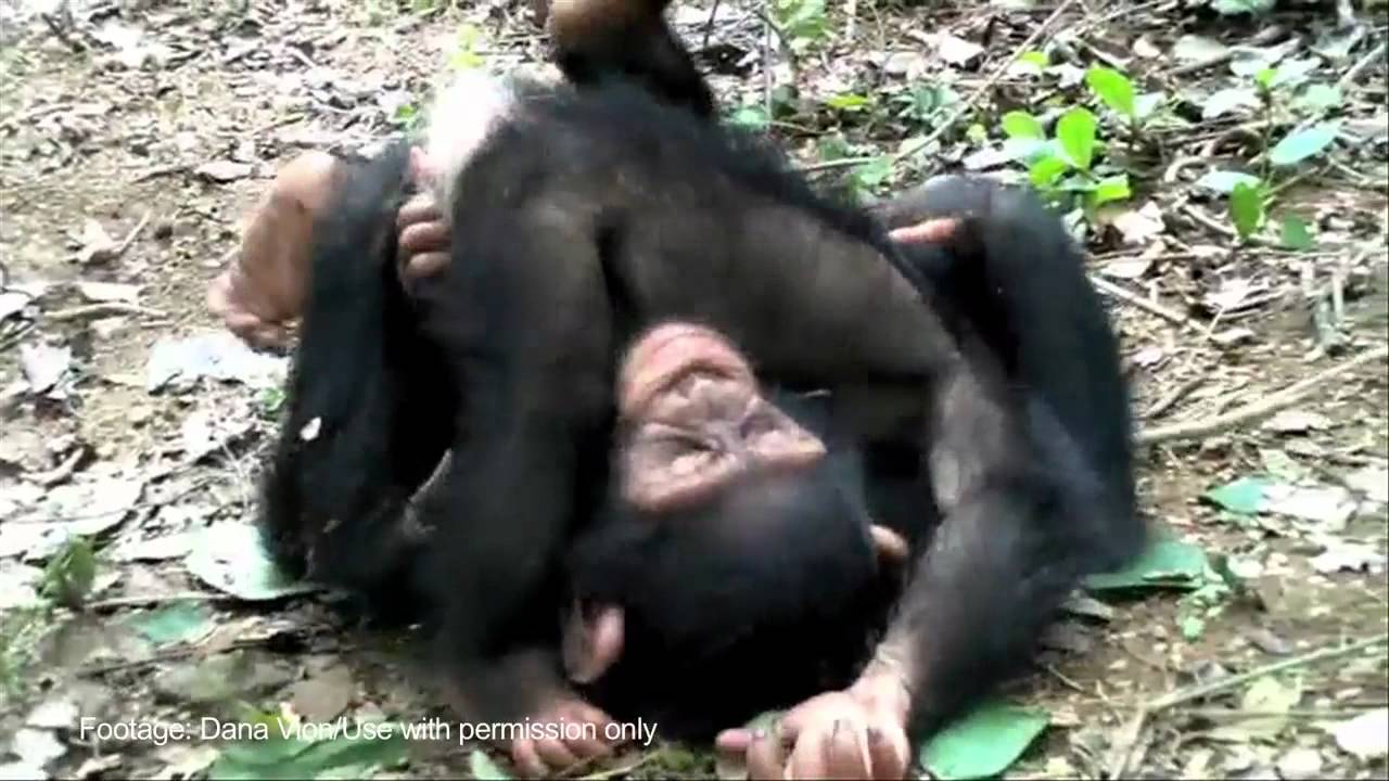 Orphan chimpanzees Milou and Margot groom session