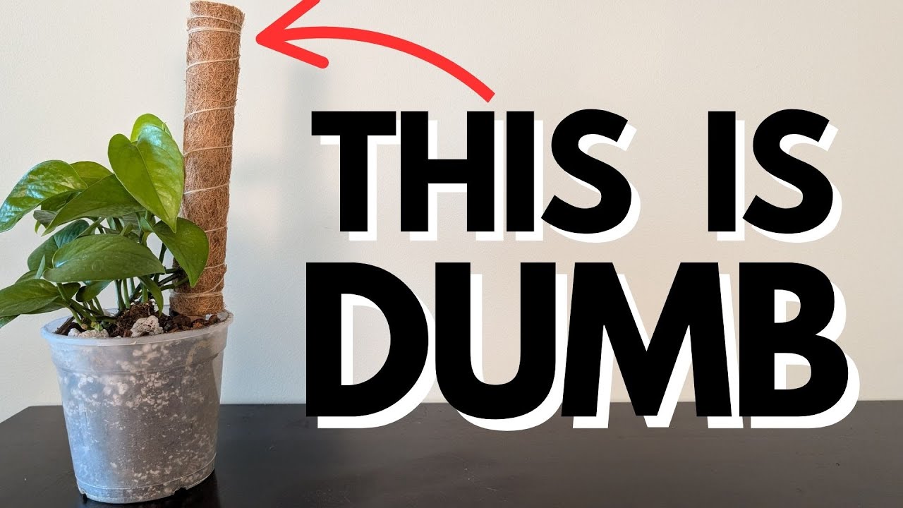 This is why you shouldn't buy moss poles