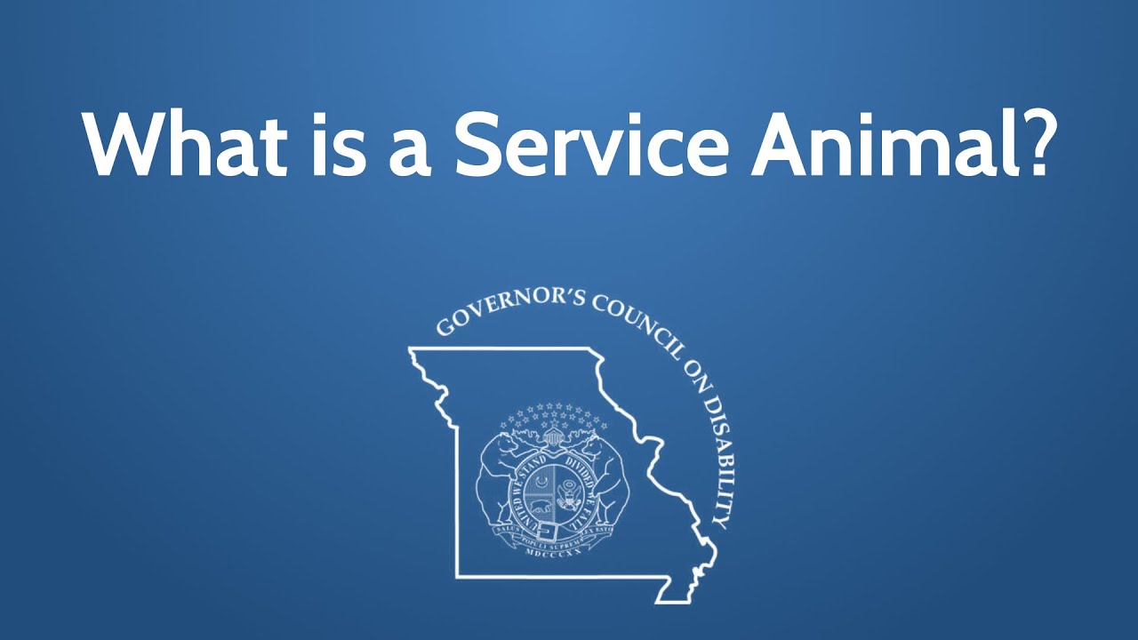 What is a Service Animal?  Service Animals defined and the rights of the handler.