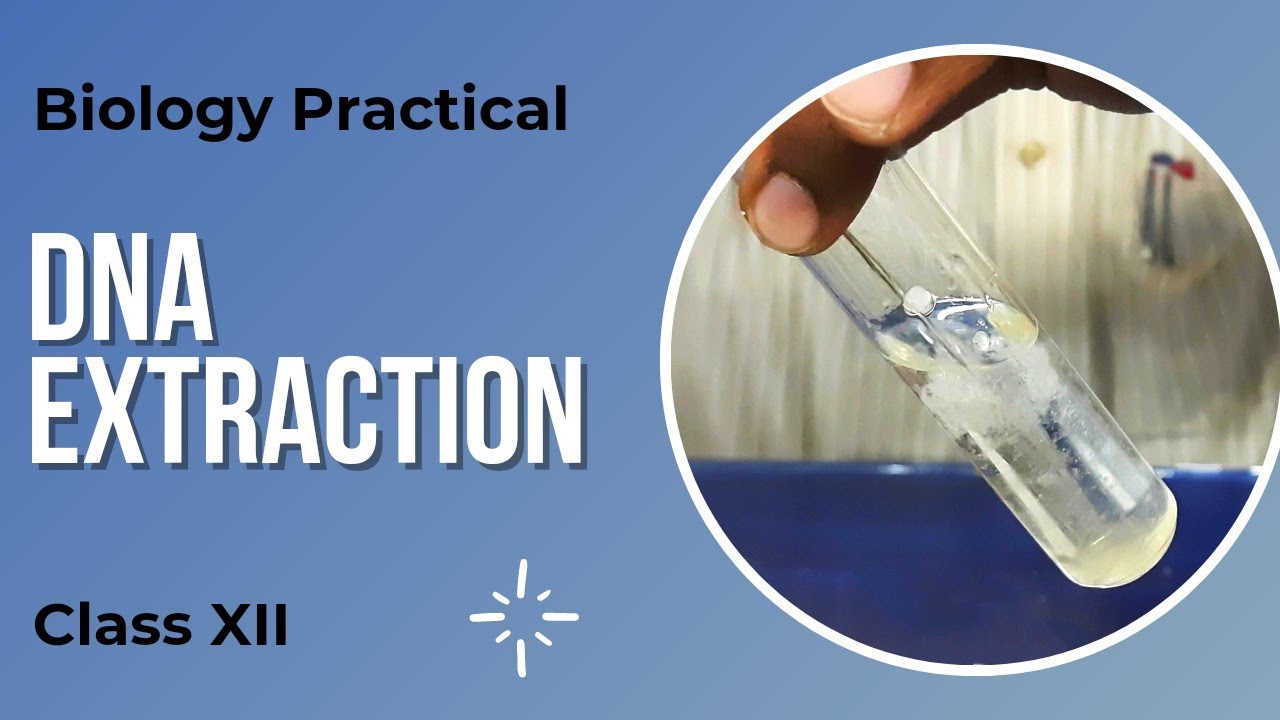 DNA Extraction | Biology Practical | Class 12