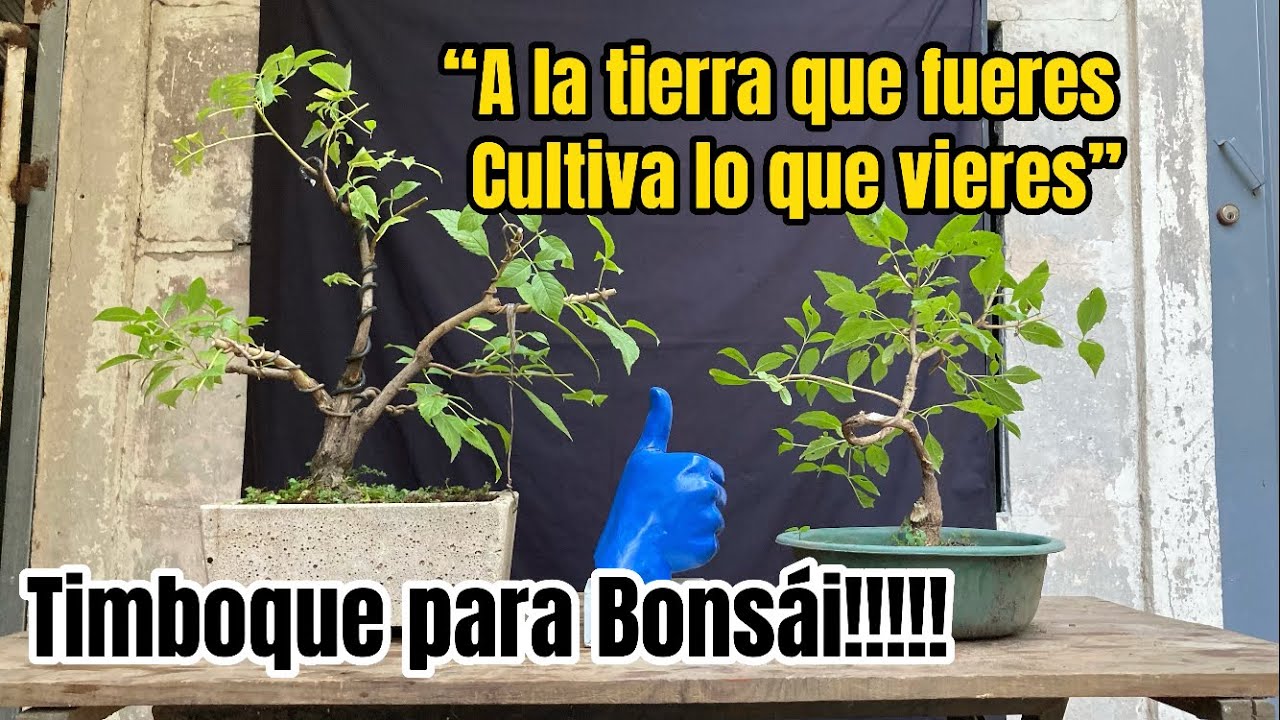 “A la tierra que fueres cultiva lo que vieres”, Timboque para Bonsái!!!!