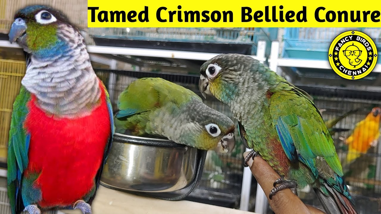 Crimson Bellied Conure Tamed Chick | Exotic Tamed Birds Shop Chennai | Fancy Birds Chennai