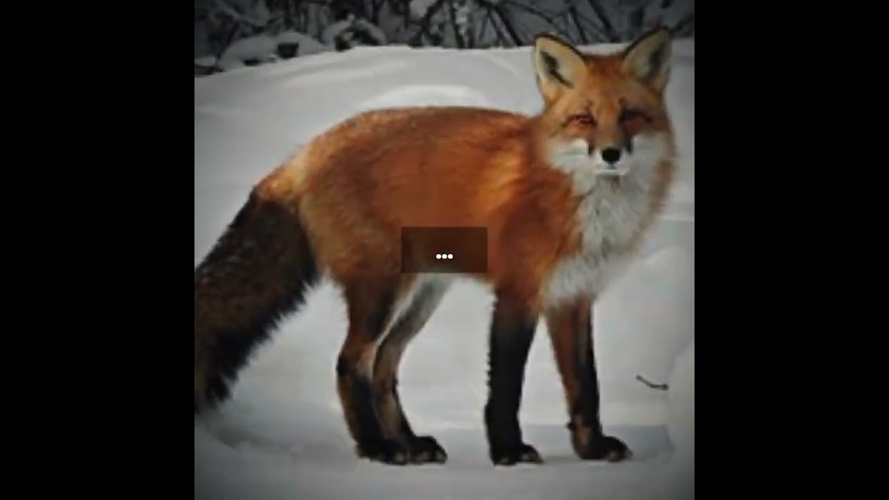 How I died.. (IN MY PAST LIFE!) #therian #therianthropy #theriotype #pastlife #redfox 