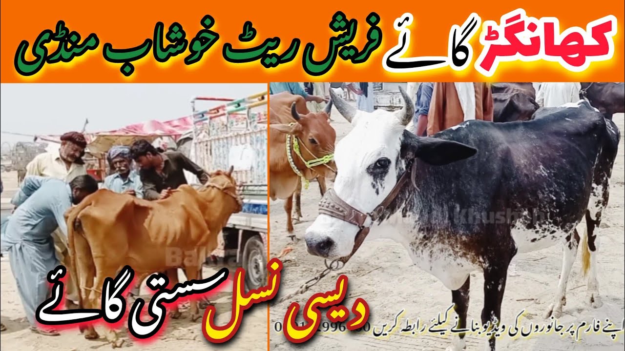 Khangar Cow Mandi Khushab latest update || Desi or sahiwal cholistsni khangar Gain || katto mall