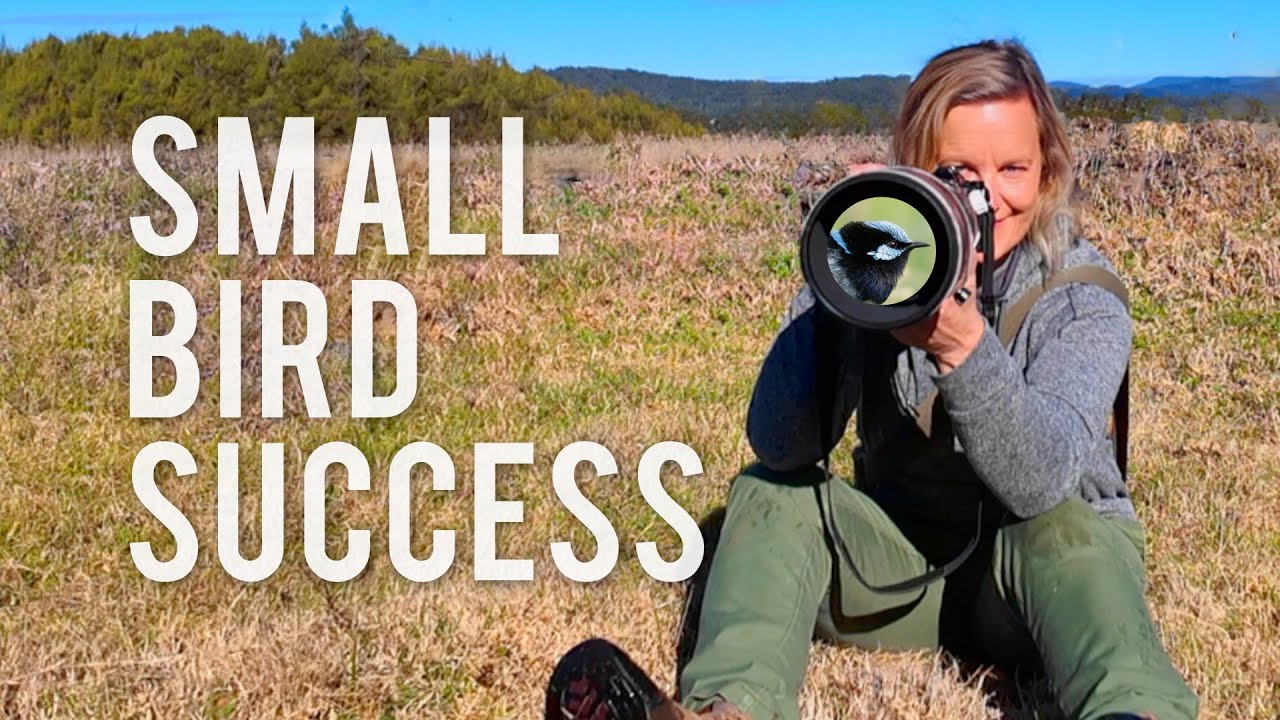 Focus on 3 things for GREAT Small Bird Shots! #birdphotography