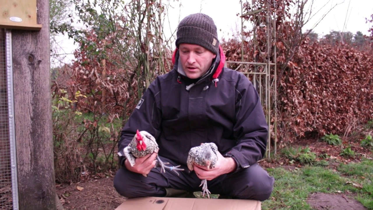 Sebrights | Chickens