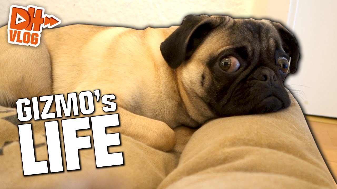ONE DAY IN GIZMO's LIFE - Hardis Vlog