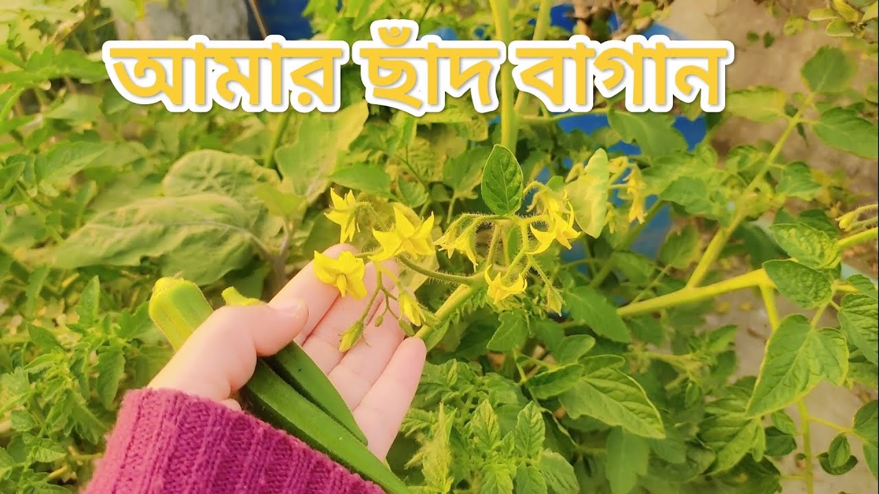 আমার ছাঁদ বাগান /  ছাঁদে শীতের সবজি / সবজি গাছে ফুল😊😊❤️ #ছাঁদ_বাগান #সবজি_বাগান 