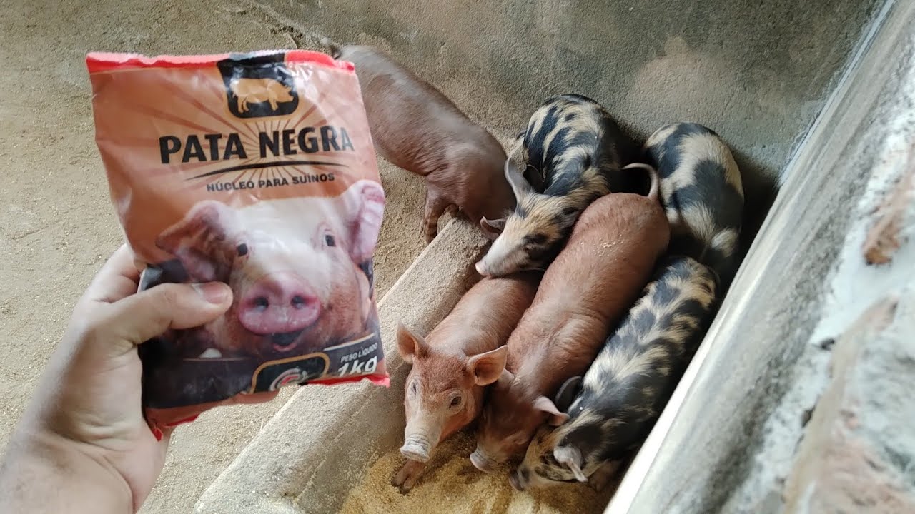 Ração para porco núcleo pra todas as fases será que funciona