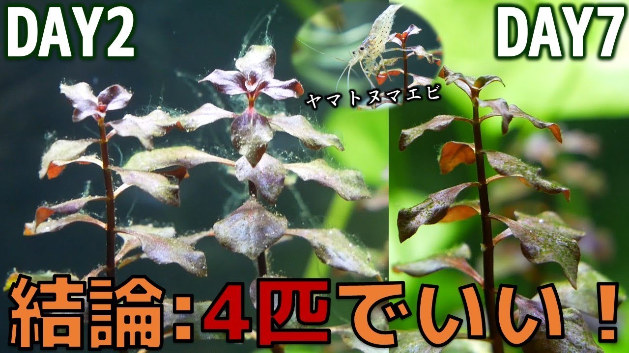 ヤマトヌマエビの苔取り能力を1週間追ってみた！【ふぶきテトラ】