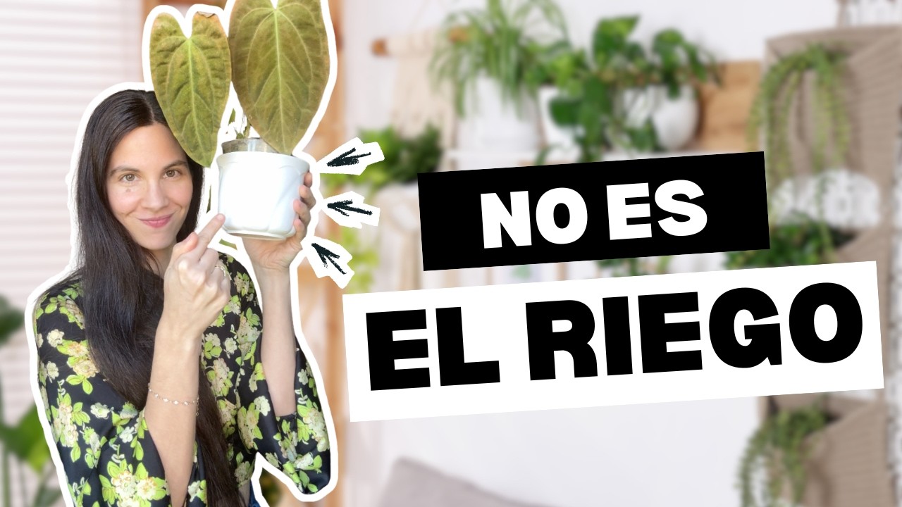 ¿Y si el problema no es el riego… y es la maceta? 🙈