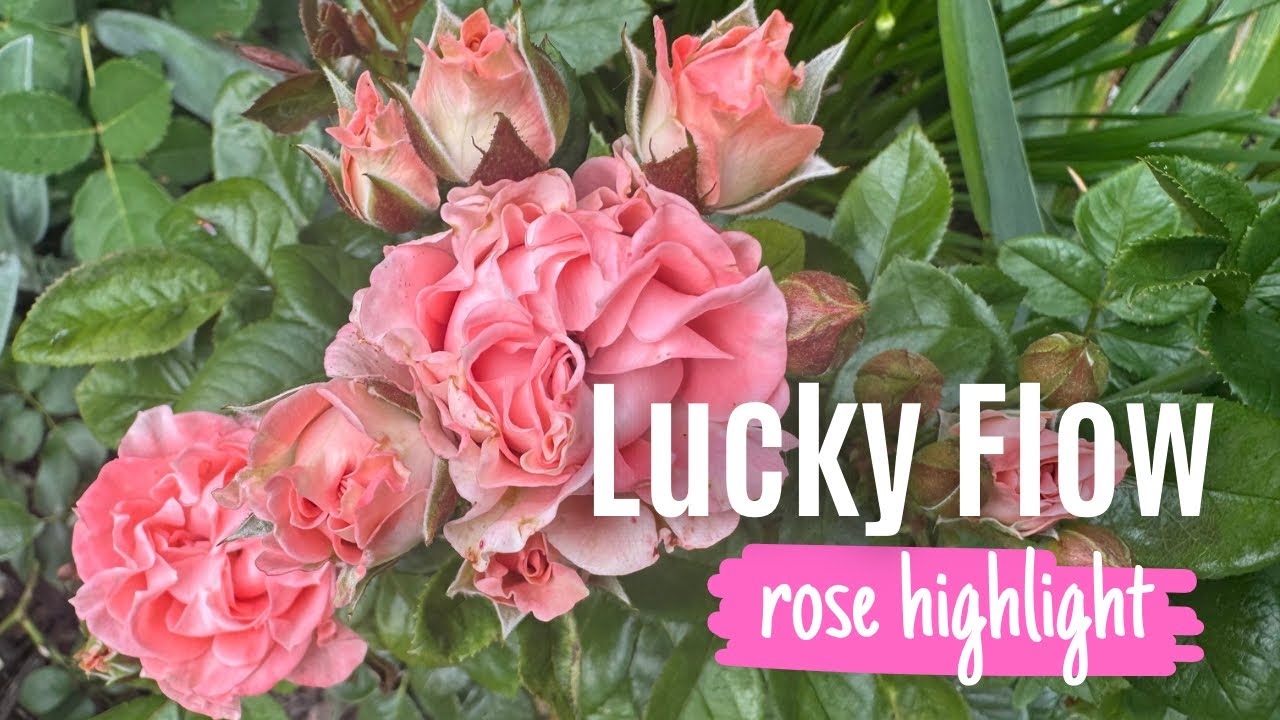 Lucky Flow Rose (interplant) 