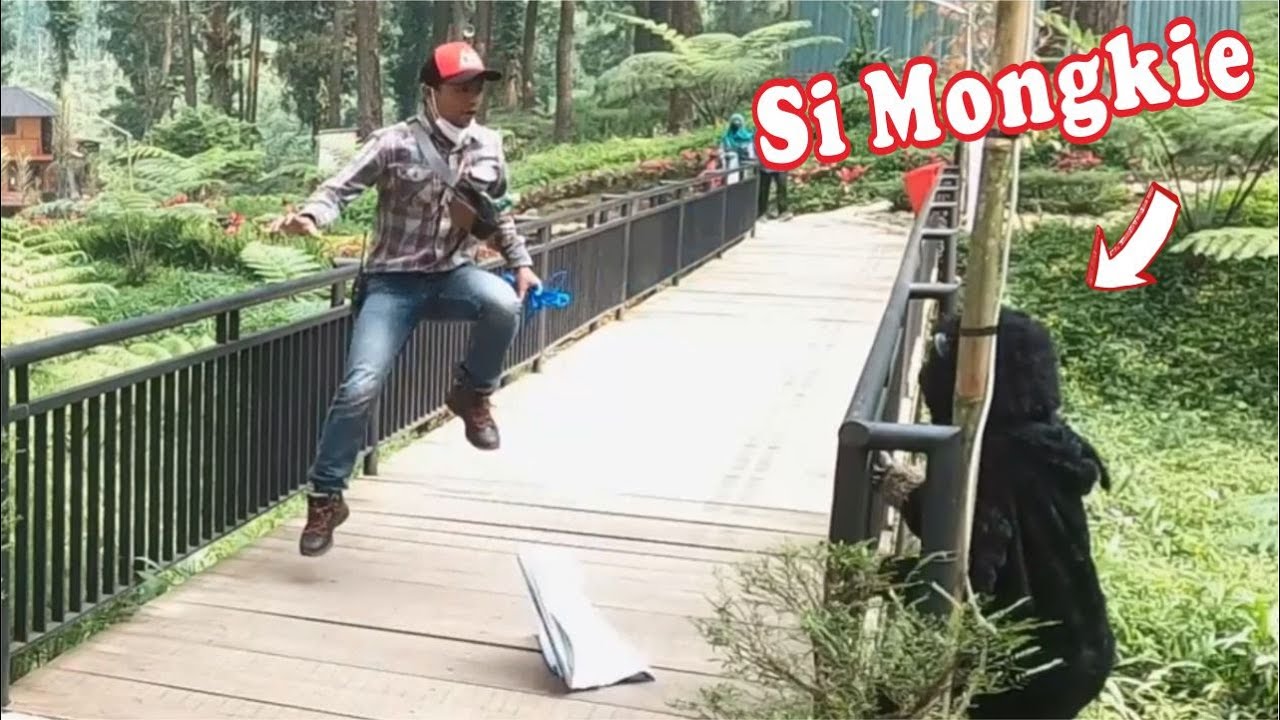 The Monkey Prank || Monyet Iseng bikin panik