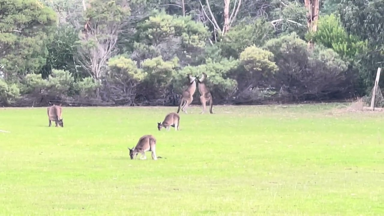 Epic Kangaroo Fight Caught on Camera | Wild Kangaroos Battling for Dominance 🦘