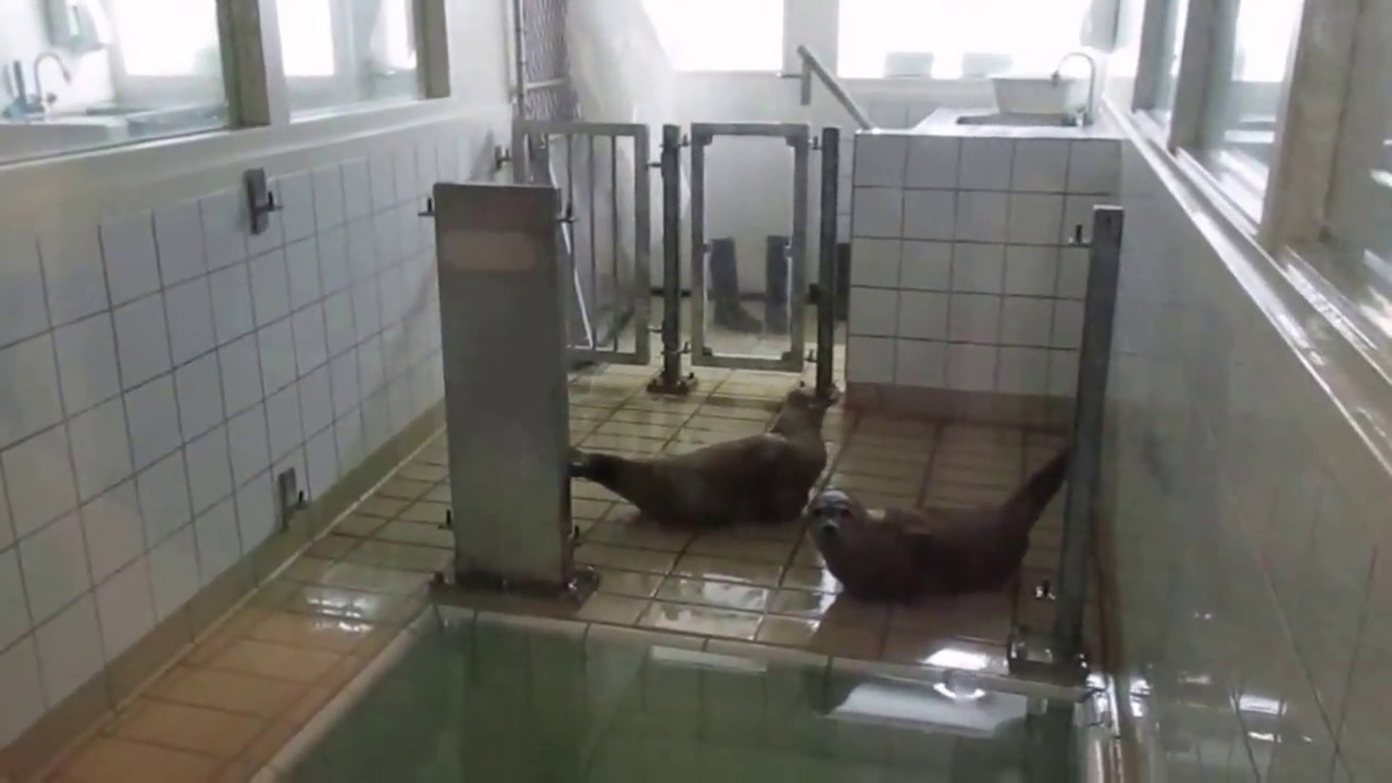 Rundgang durch das Zeehondencentrum in Pieterburen in der Niederlande