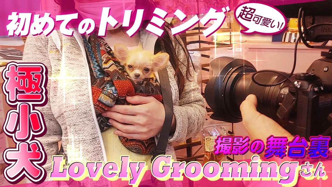 【チワワ】Lovely Groomingさん撮影で子犬の びすけちゃんが初めてのトリミング /舞台裏【極小犬】