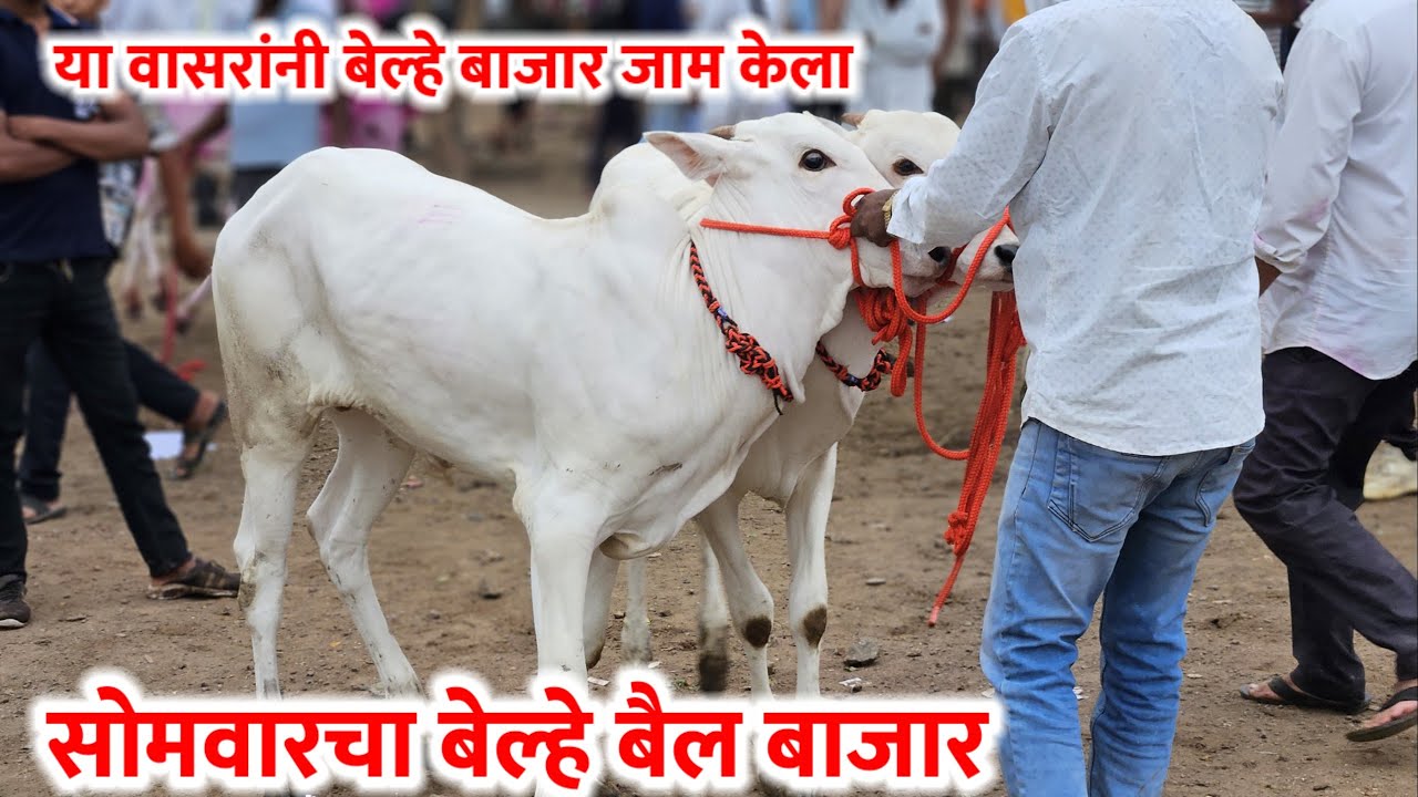 सोमवारचा बेल्हे बैल बाजार,,दि-‌01/09/2025…Belhe Bail Bajar..Bail Bazar Belhe...#Belhe