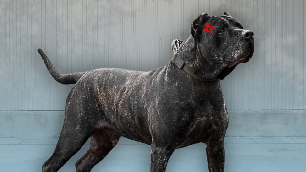 El Presa Canario llamado 