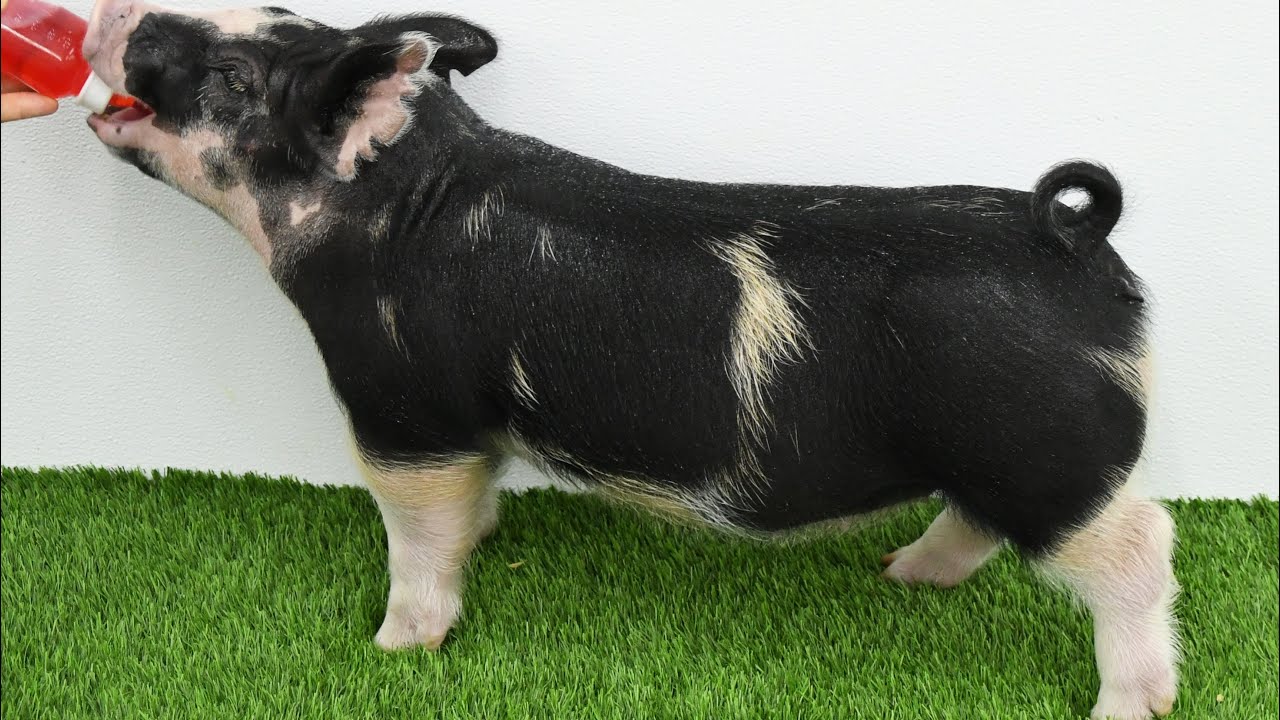 Lane Spring 2026: 5-8 Berkshire Gilt