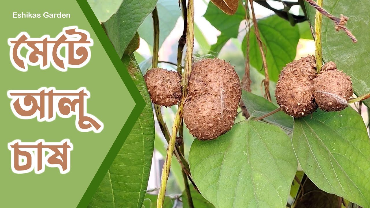 মেটে আলু চাষ পদ্ধতি | গাছ আলু চাষ পদ্ধতি | বস্তায় মেটে আলু চাষ পদ্ধতি | White yam cultivation