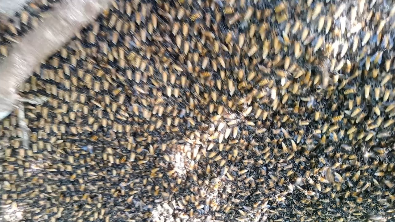 Perjuangan menjelang bulan suci Ramadhan yang sangat menyenangkan panen 4 sarang 