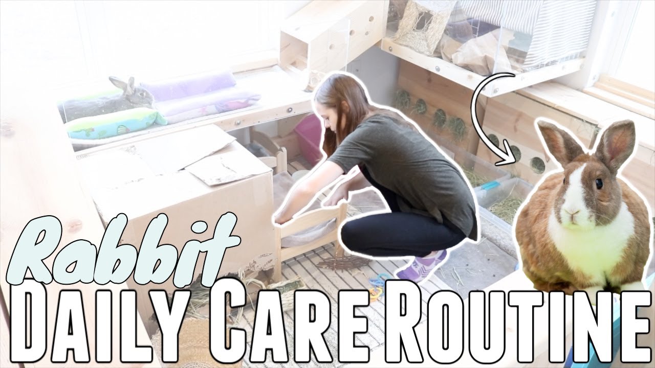 Rabbit Daily Care Routine 🐰