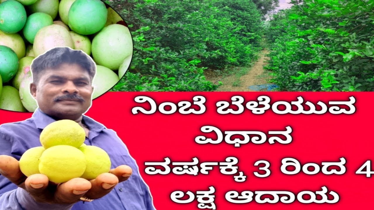 ನಿಂಬೆ ಬೆಳೆಯುವ ವಿಧಾನ ವರ್ಷಕ್ಕೆ 3 ರಿಂದ 4 ಲಕ್ಷ ಆದಾಯ #lemon plant