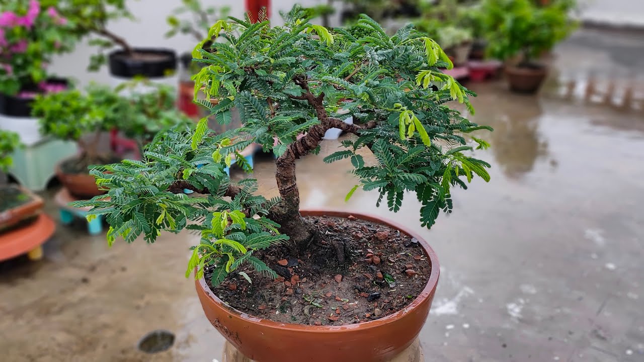 Tamarind Bonsai, From Kolkata, India