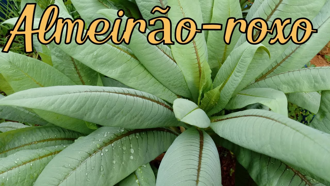 ALMEIRÃO-ROXO: DESCUBRA PORQUE CONSUMÍ-LO