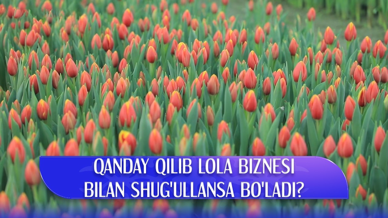Qanday qilib lola biznesi bilan shug'ullansa bo'ladi? I Ro'zg'orga baraka (09.02.2026)