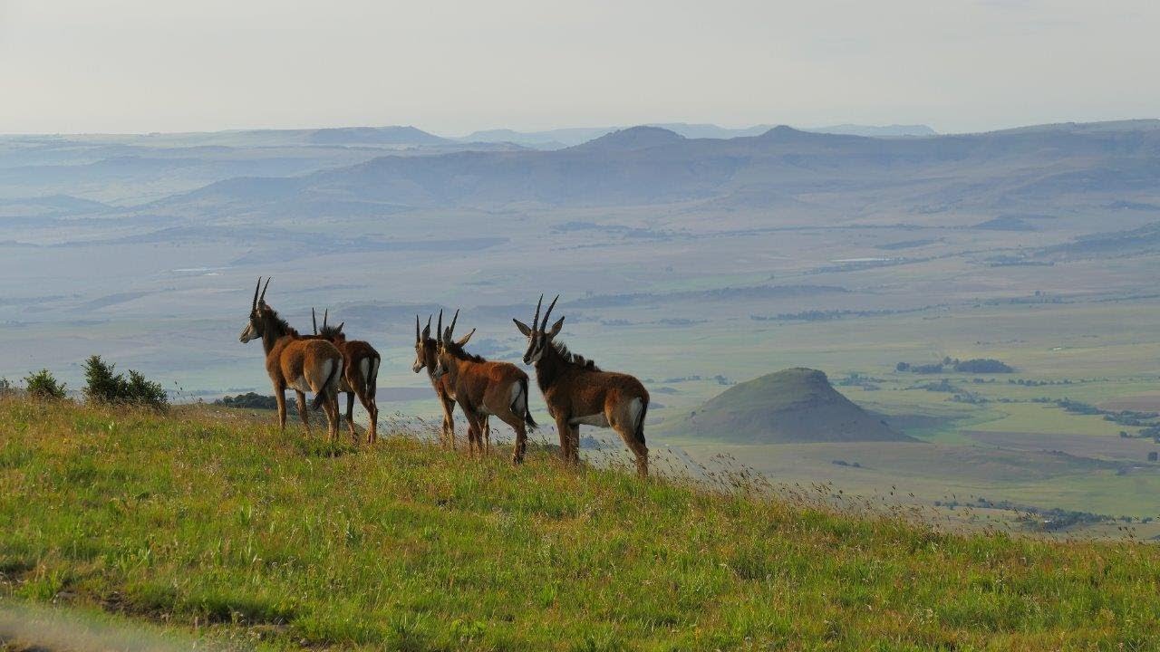 Horseshoe Guest Farm - Agritourism Drakensberg area of KwaZulu-Natal