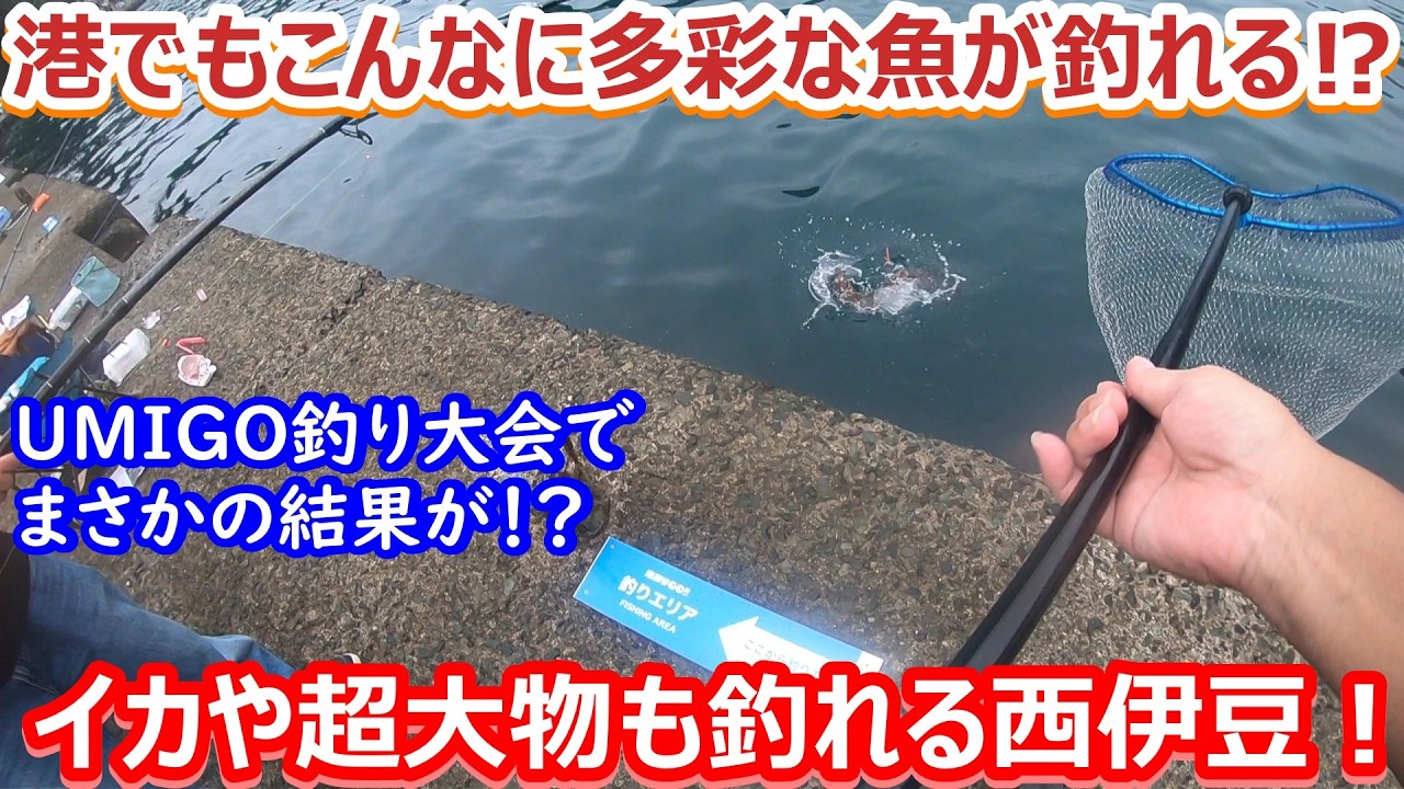 ＃137　港の釣りでも大物や色々な魚やイカも釣れる西伊豆！　（UMIGO西伊豆釣り大会2025・2日目 午後の大会）