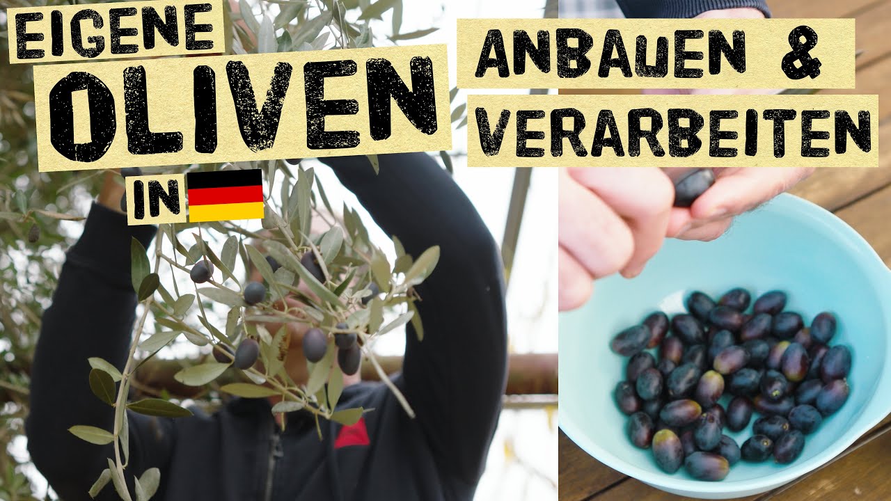 Oliven in Deutschland anbauen und ernten. So legt man Oliven richtig ein. Oliven entbittern.