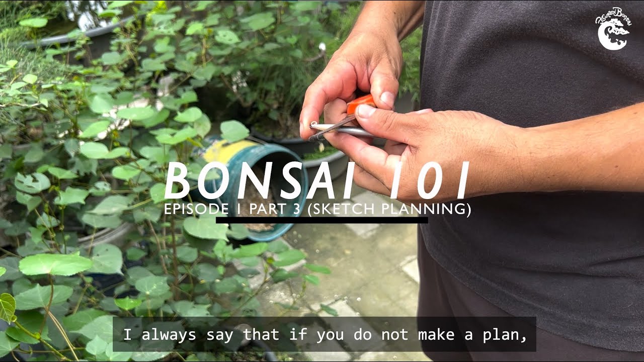 BONSAI 101 EP 1 FREEHAND SKETCH BONSAI  PLANNING (PART 3 W/ ENG SUB)