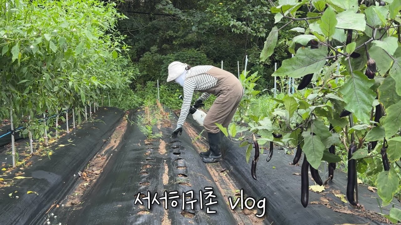 배추밭 준비해야 하는데… 수확 폭탄 맞았어요😳