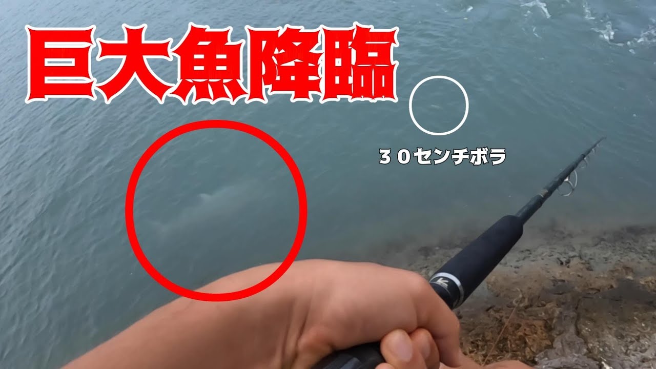 河口で３０センチ特大ボラを泳がせたらとんでもないことになった【沖縄】【釣り】【泳がせ】