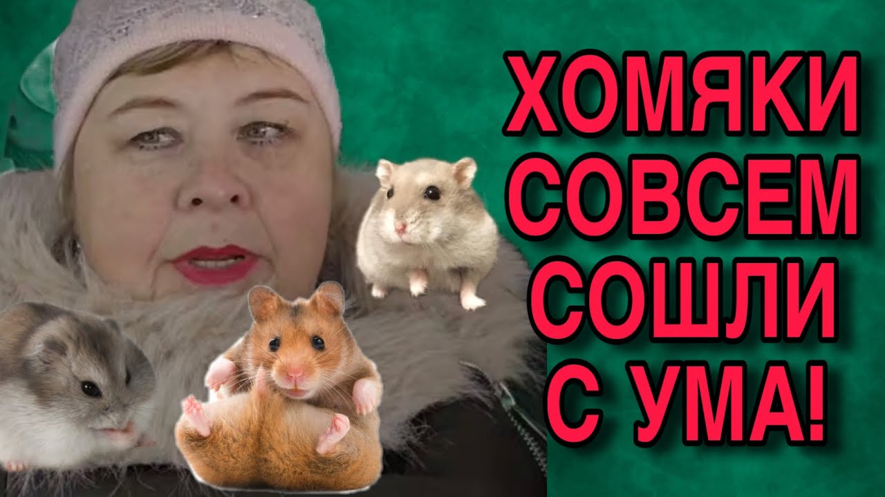 ХОМЯКИ СОВСЕМ СДУРЕЛИ! ОЛЬГА УРАЛОЧКА LIVE. ОБЗОР. 