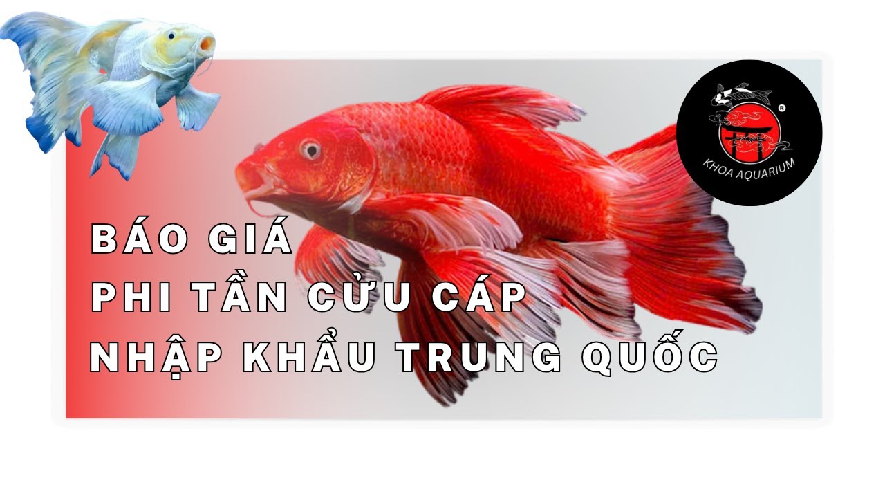 KHOA AQUARIUM | BÁO GIÁ PHI TẦN CỬU CÁP ĐỎ & BẠCH VŨ & HOA HỒNG ĐỎ ( PHƯỢNG HOÀNG ĐỎ )