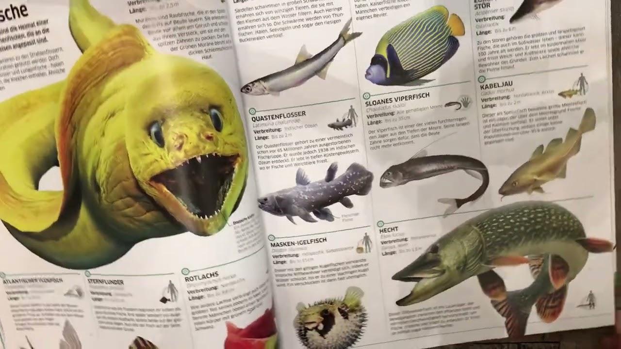 Knochenfische Vorlesung