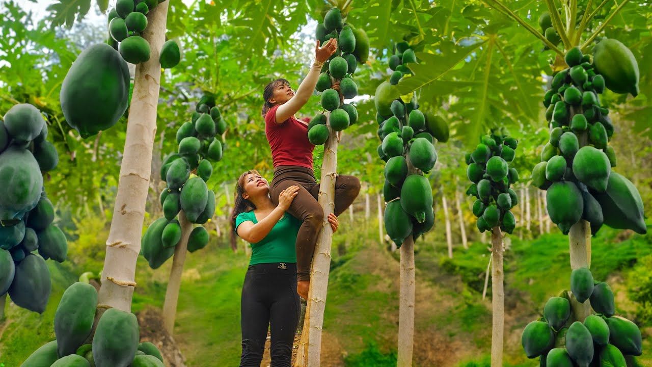 Harvesting A Lot Of Papaya Go To Market Sell - Buy male wild boar for breeding | Tiểu Ca Daily Life