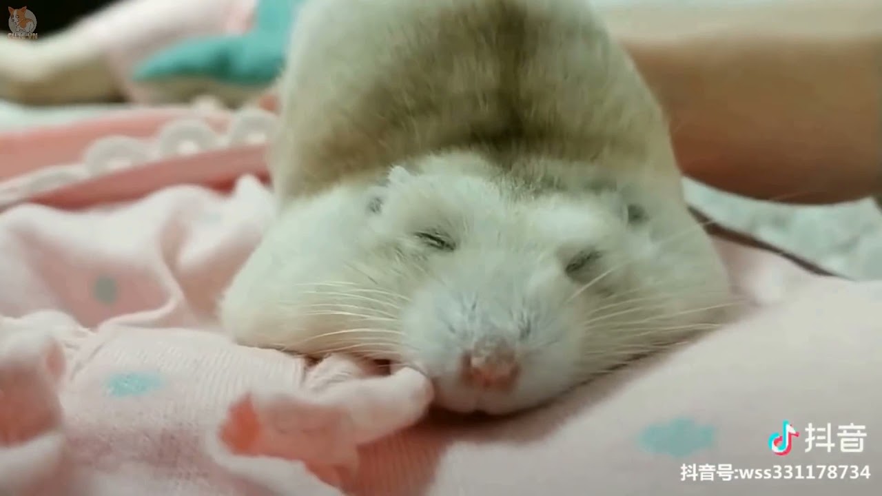 The real secret to care for and tame a hamster