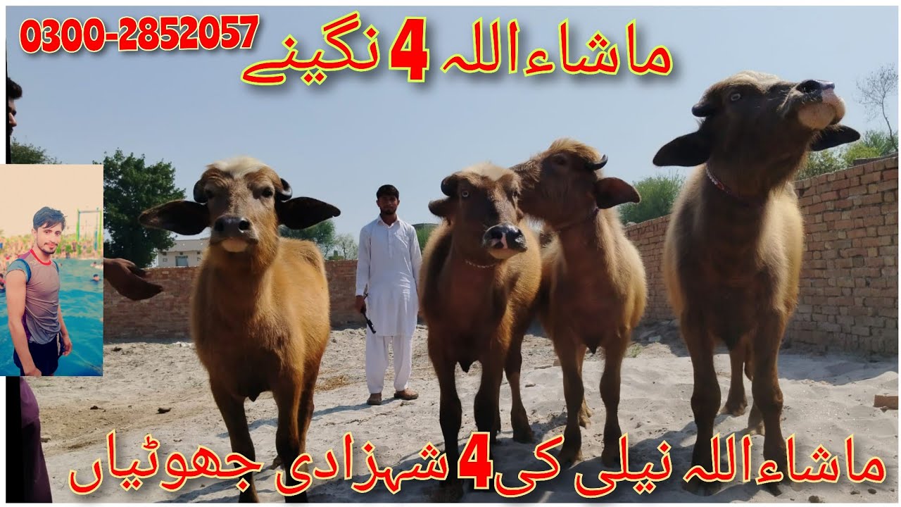 ماشاءاللہ 4عدد لال کیلیاں جھوٹیاں برائے فروخت how to watch for sale in Pakistan YouTube.13.3.2025=