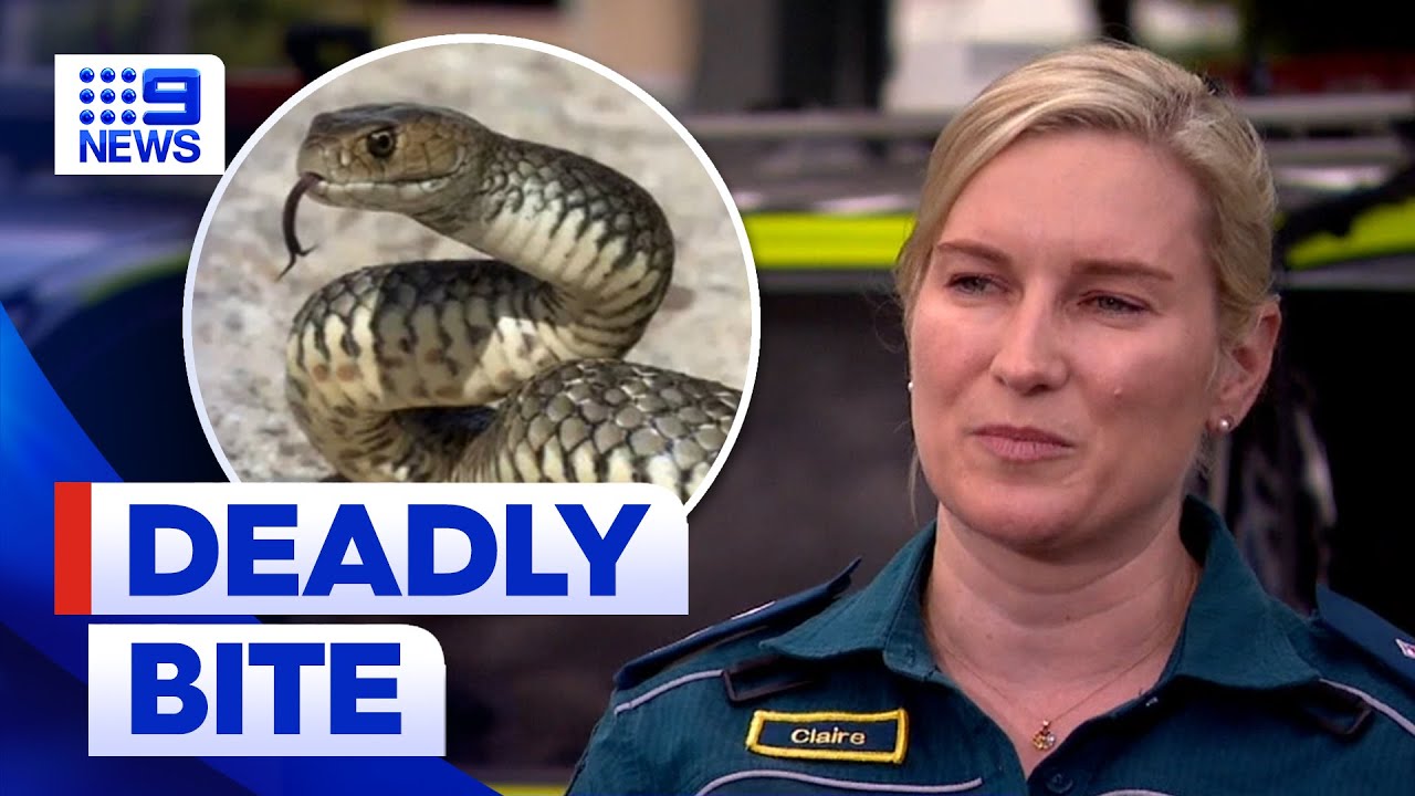 Queensland father fatally bitten by venomous snake | 9 News Australia