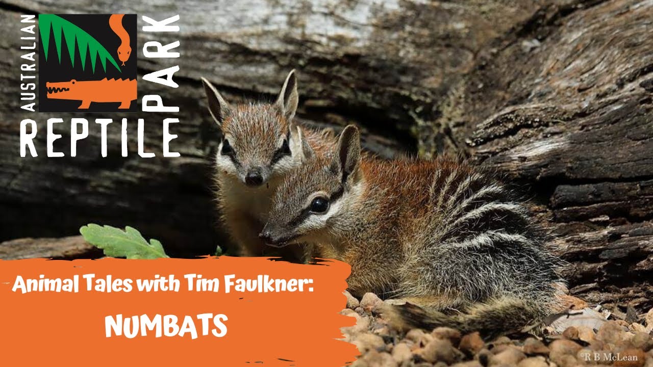 ANIMAL TALES WITH TIM FAULKNER | EPISODE 41 | NUMBATS!